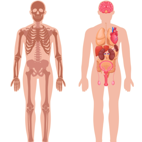 Selecting a Microwaveable Heat Pack Based on Body Area
