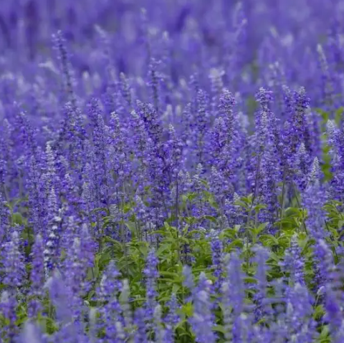 the Origin of Different Place Lavender in MPW